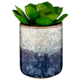 B&M Scandi Shore Succulent 3 B&M Scandi Shore Succulent