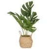 B&M Cheese Plant In Seagrass 2 B&M Cheese Plant In Seagrass -Furniture Shop 380244 cheese plant in seagrass pot