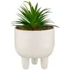 B&M Scandi Shore Succulent In White Pot -Furniture Shop 380696 succulent in white pot