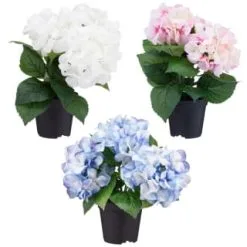 Bloom Hydrangea In Pot - Pink -Furniture Shop 392961 hydrangea in pot group1