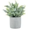 Bloom Eucalyptus In Cement Pot -Furniture Shop 392965 eucalyptus in cement pot