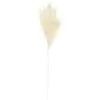 B&M Pampas Stem - Cream -Furniture Shop 394382 pampas stem cream 2
