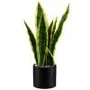 B&M Snake Plant In Pot -Furniture Shop 394719 snake plant in pot