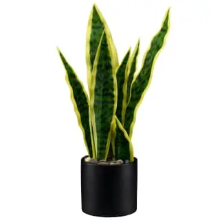 B&M Snake Plant In Pot 3 B&M Snake Plant In Pot